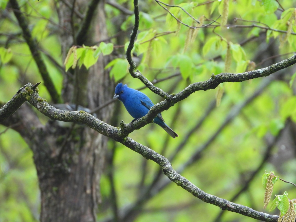 Passerin indigo - ML618717498