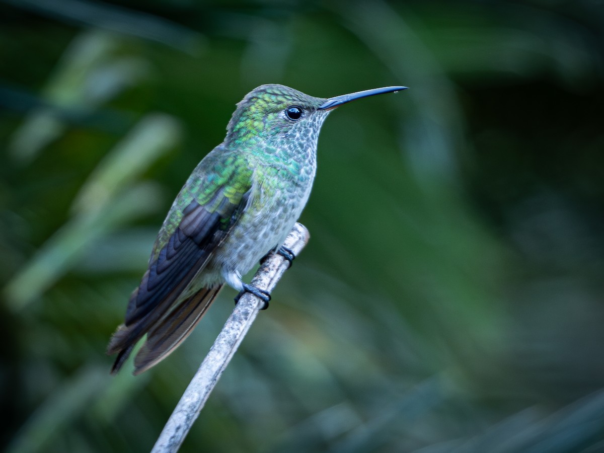 kolibřík pestrý [skupina versicolor] - ML618717504