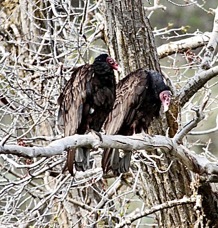 Turkey Vulture - ML618717532