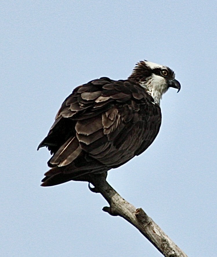 Osprey - ML618717539