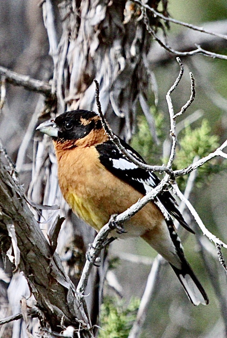 Black-headed Grosbeak - ML618717552