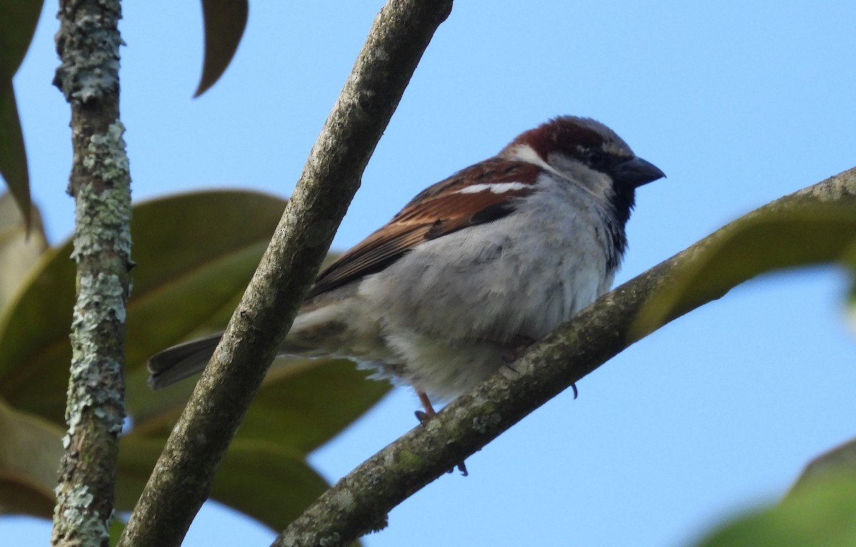 House Sparrow - Morten Winther Dahl