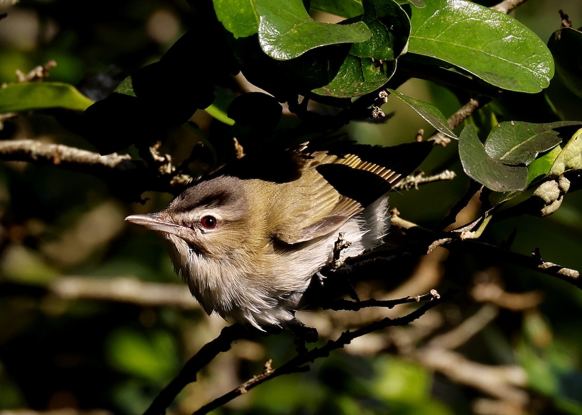 Red-eyed Vireo - ML618717562