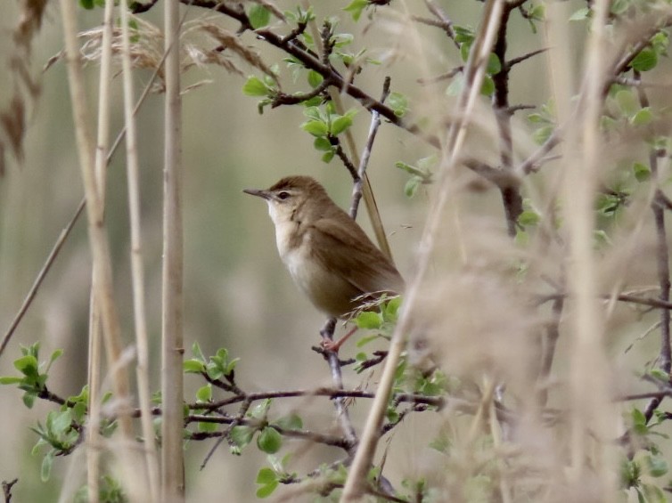 Savi's Warbler - ML618717647