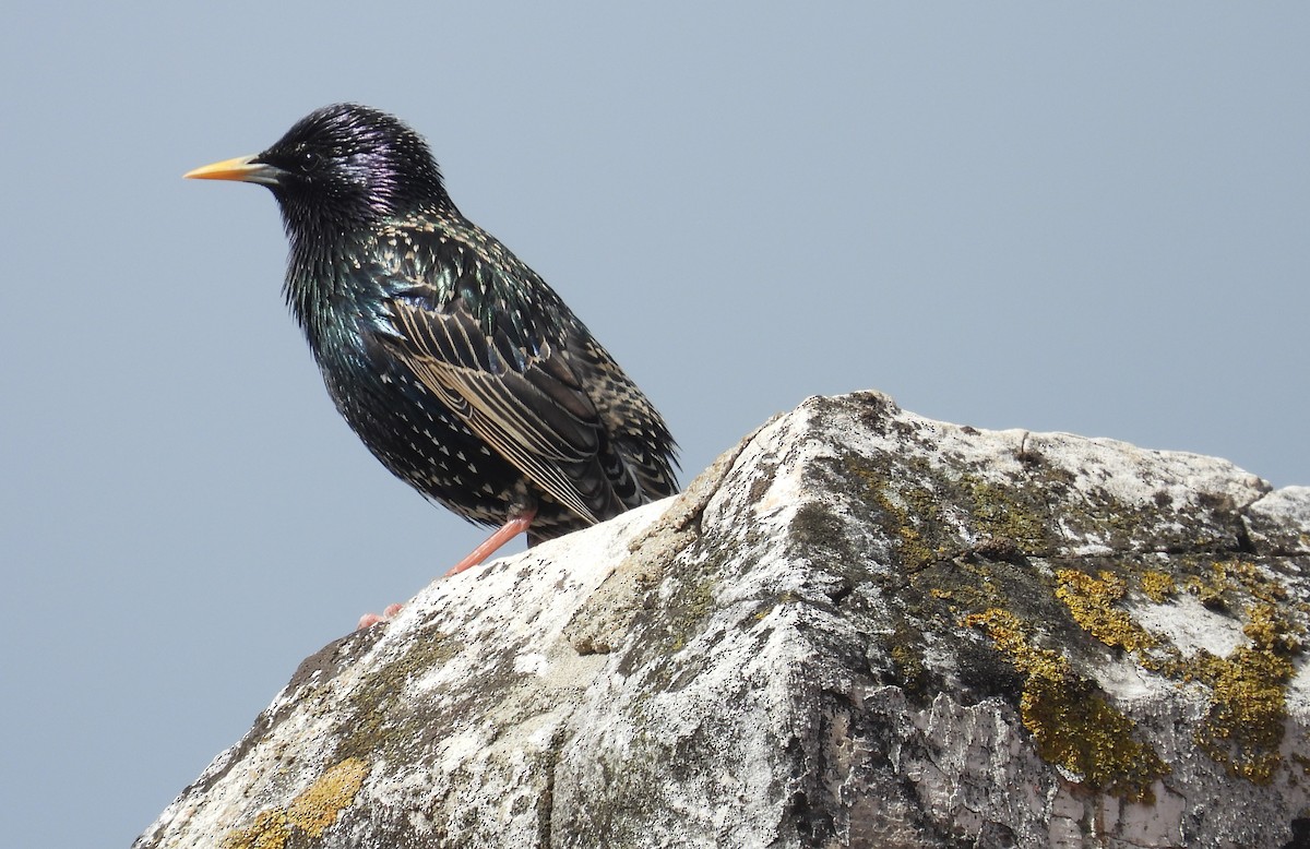 European Starling - Morten Winther Dahl