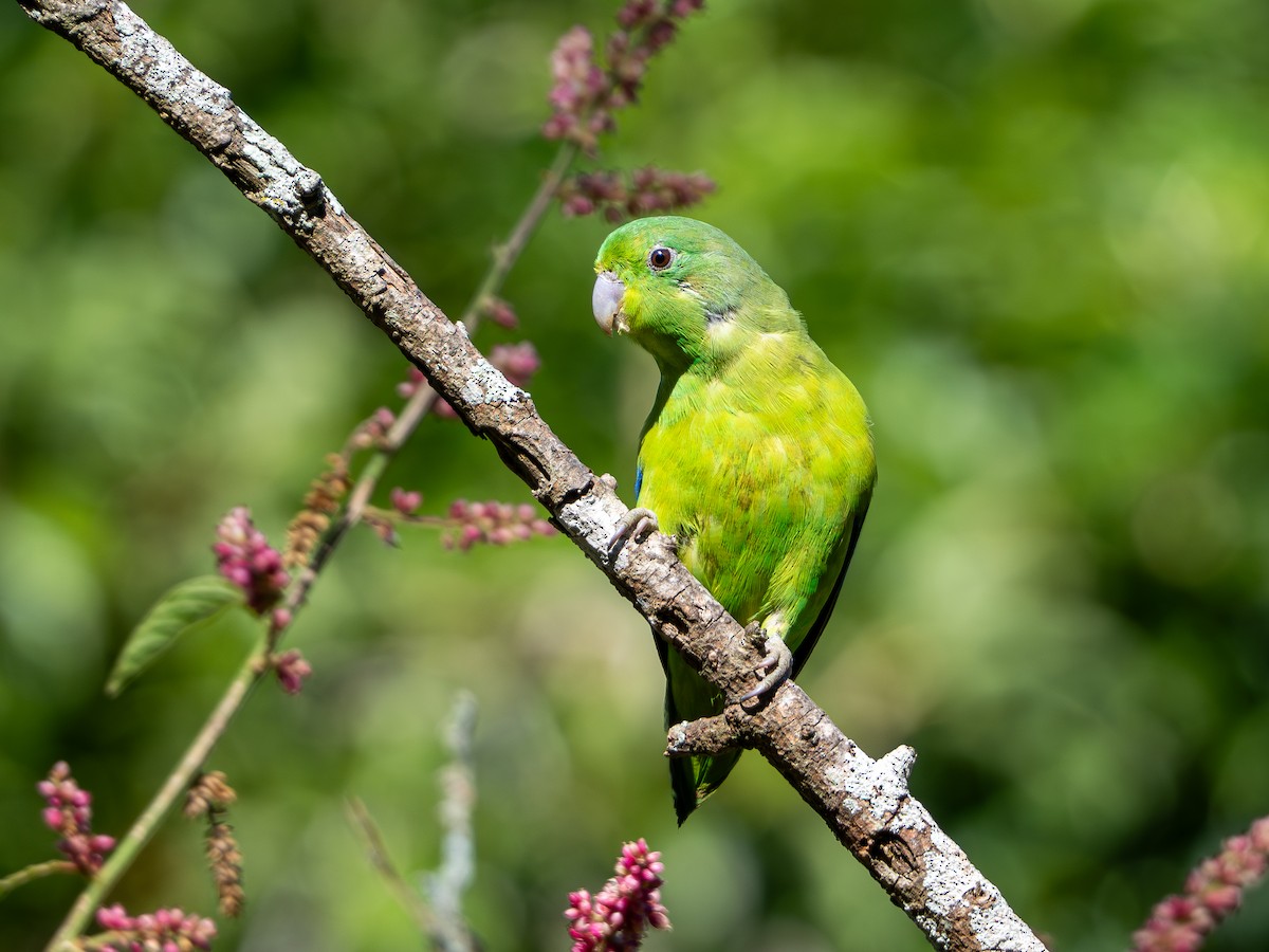 Cobalt-rumped Parrotlet - Vitor Rolf Laubé