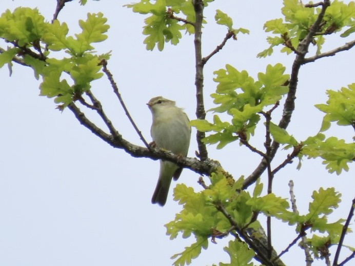 Willow Warbler - Nathan Petersen