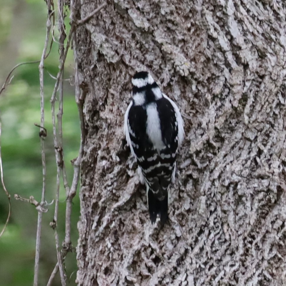 Downy Woodpecker - Charles (PAT) Dollard