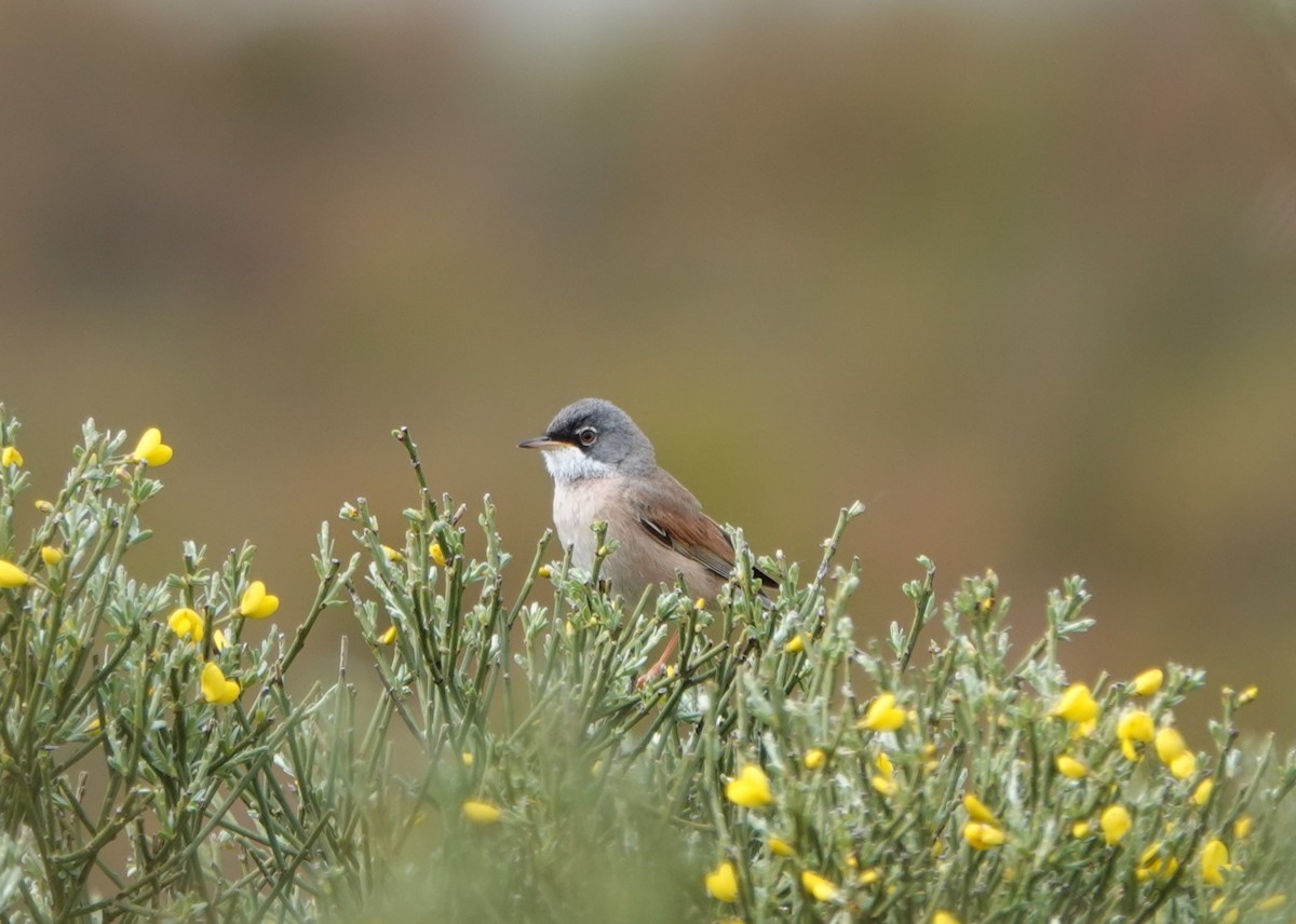 Spectacled Warbler - ML618717690