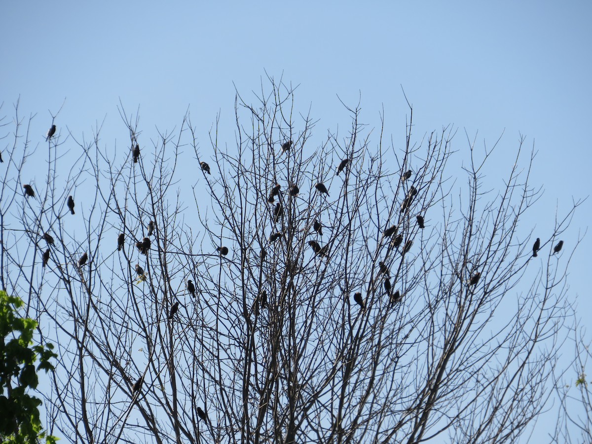 Bobolink - Ragupathy Kannan