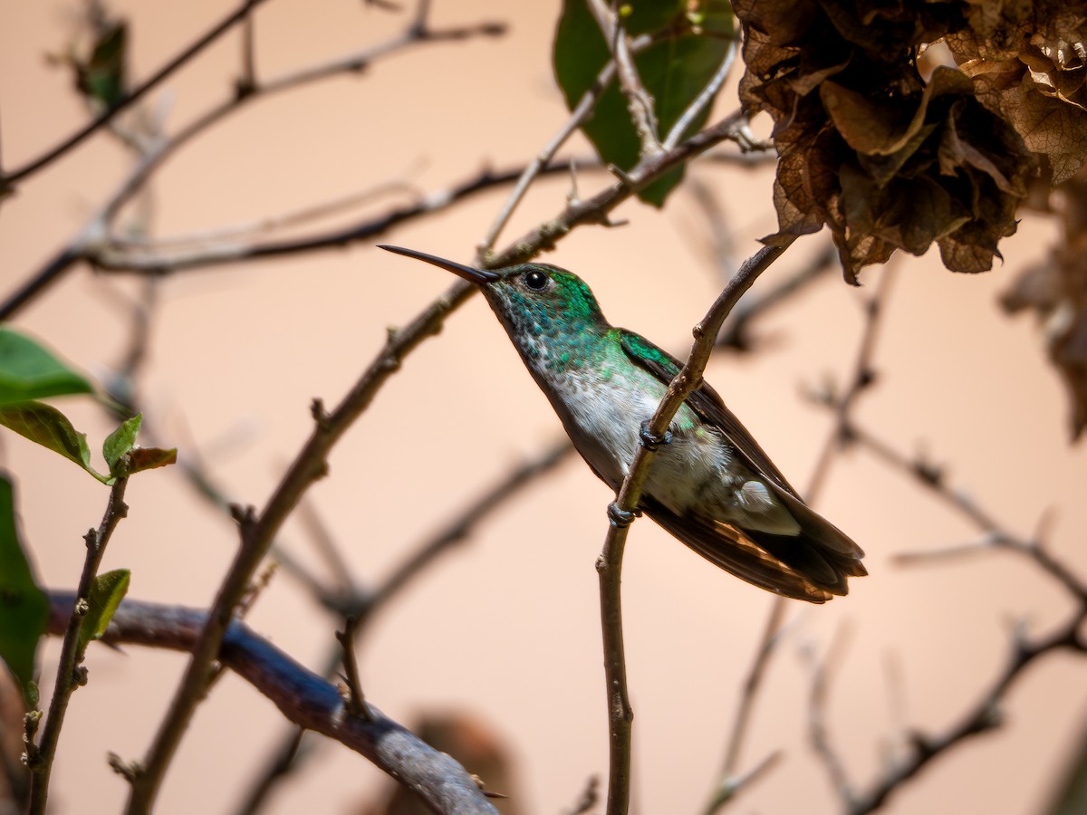 kolibřík pestrý [skupina versicolor] - ML618717703