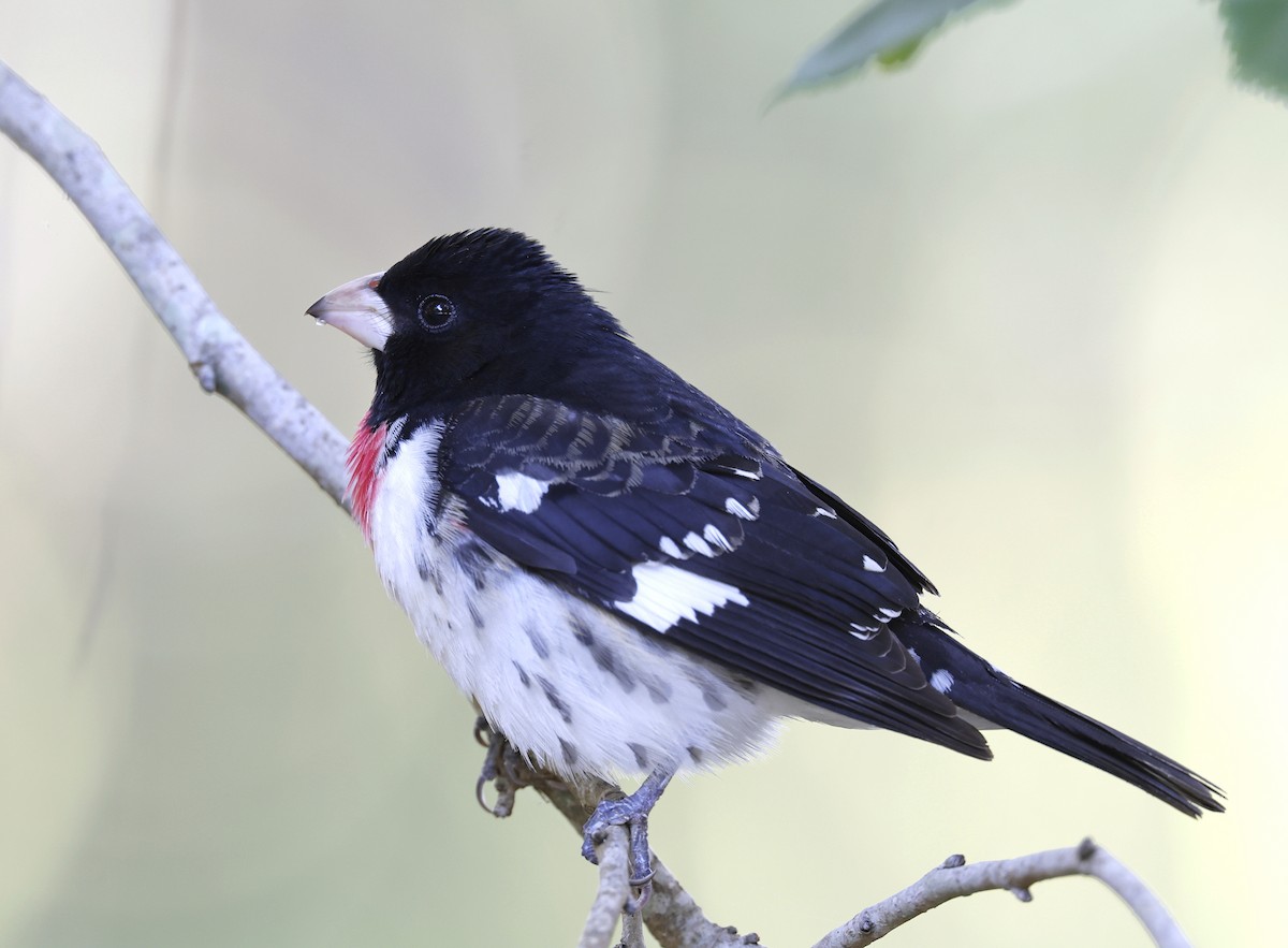 Rose-breasted Grosbeak - ML618717709