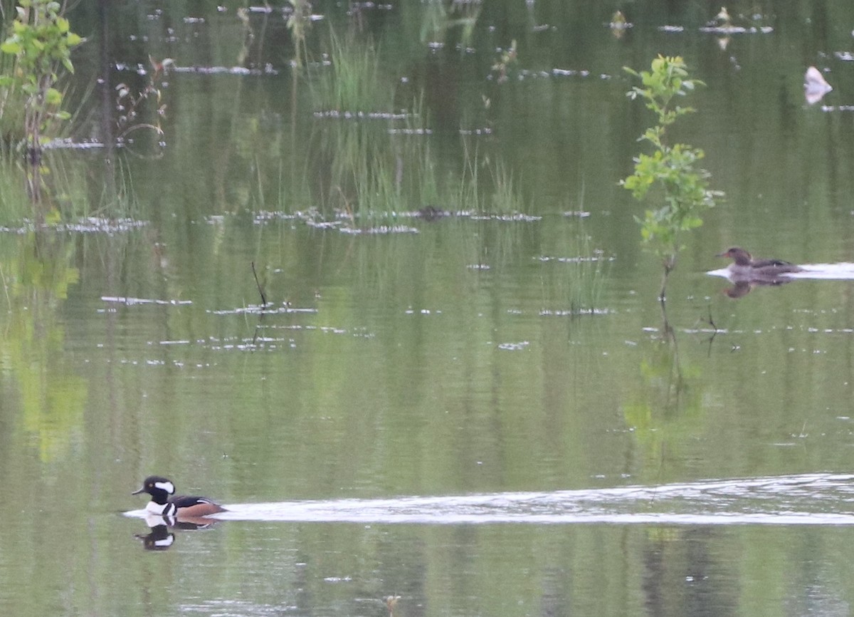 Hooded Merganser - ML618717737