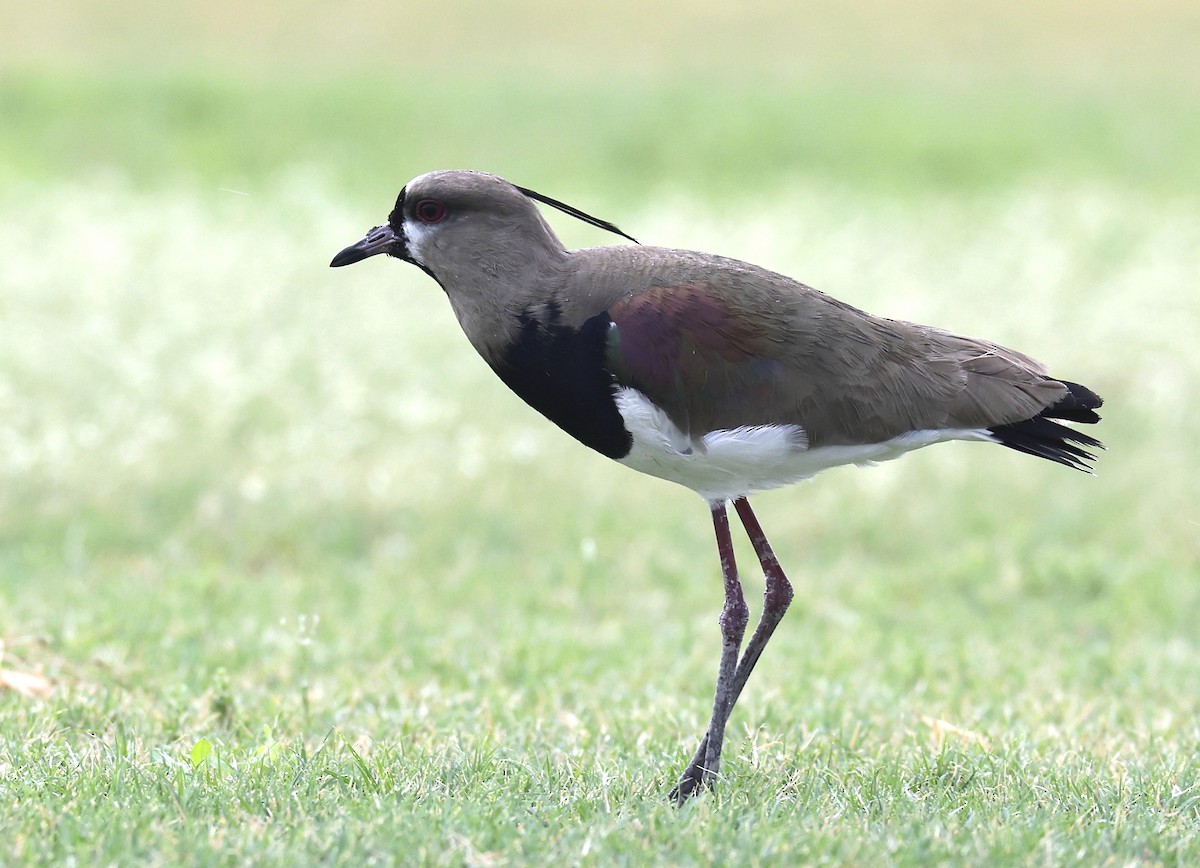 Southern Lapwing - ML618717770