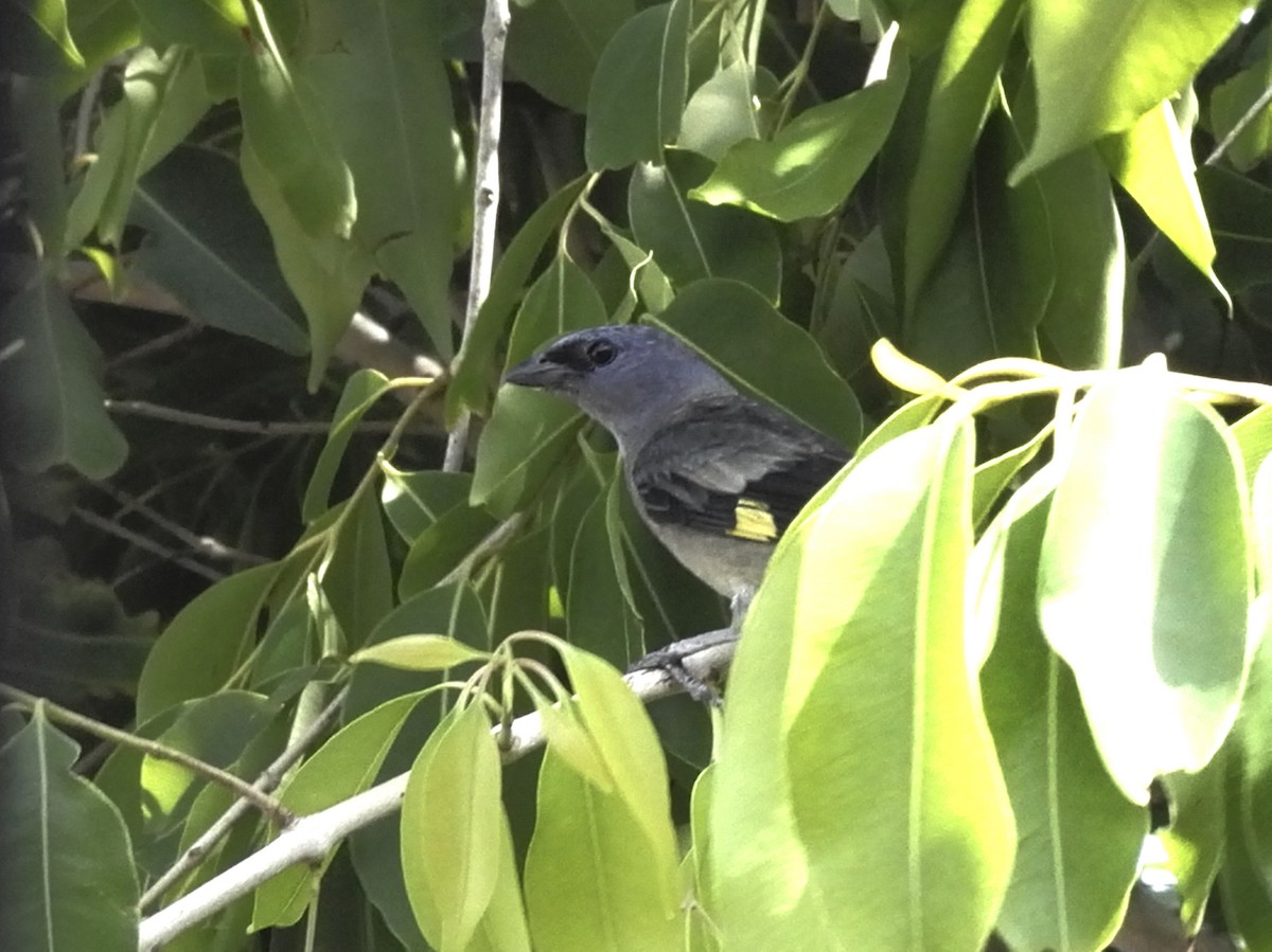 Yellow-winged Tanager - Bennet Homero