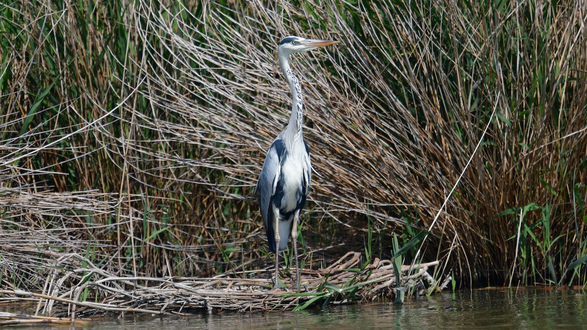 Gray Heron - ML618717780