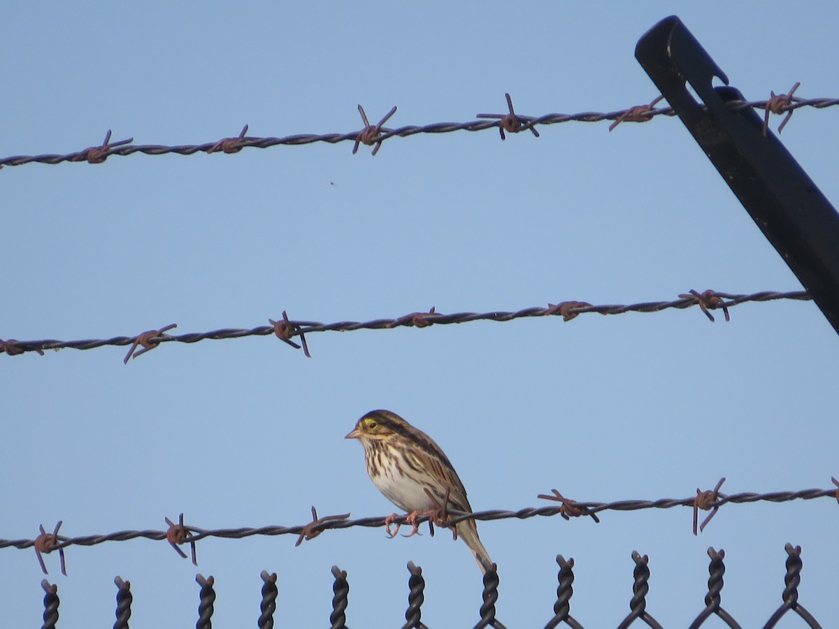 Savannah Sparrow - ML618717794