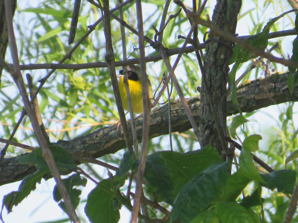 Common Yellowthroat - ML618717803