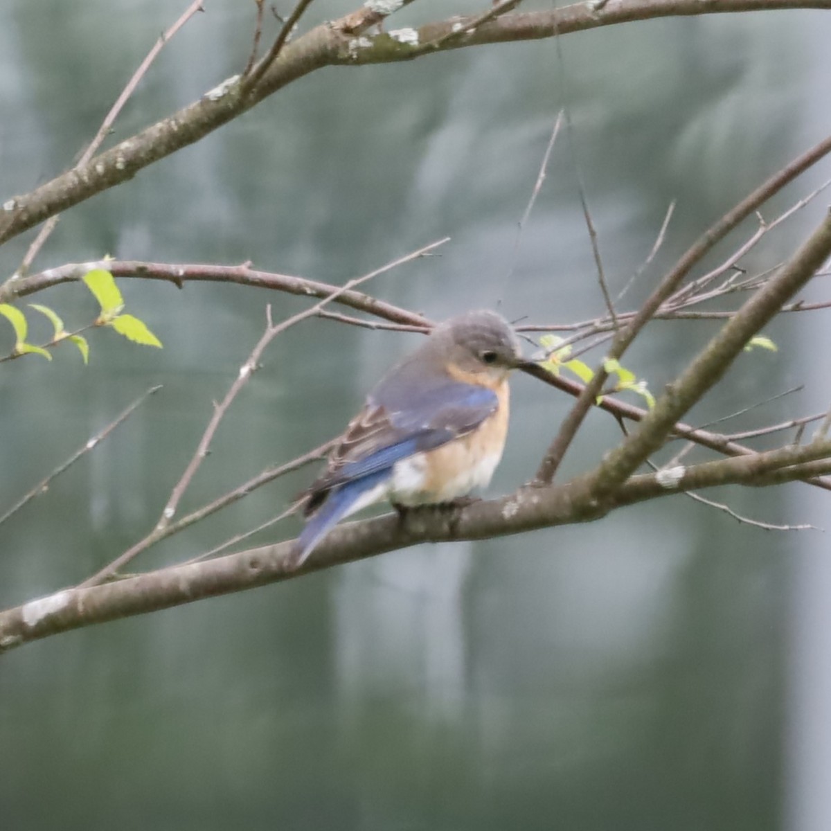 Eastern Bluebird - Charles (PAT) Dollard