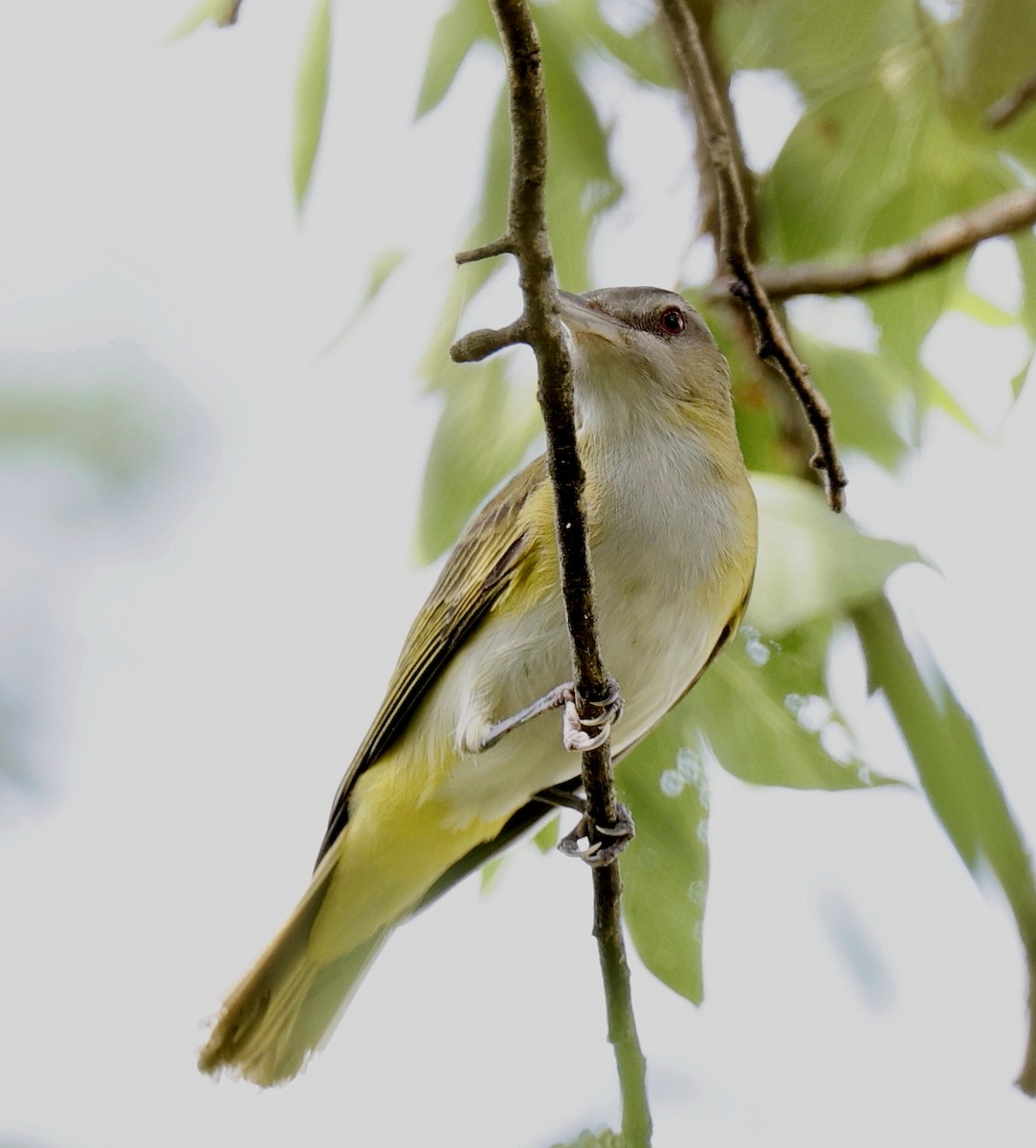 Yellow-green Vireo - Hal and Kirsten Snyder