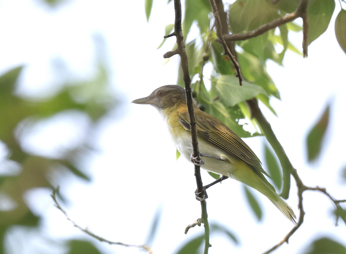 Yellow-green Vireo - Hal and Kirsten Snyder