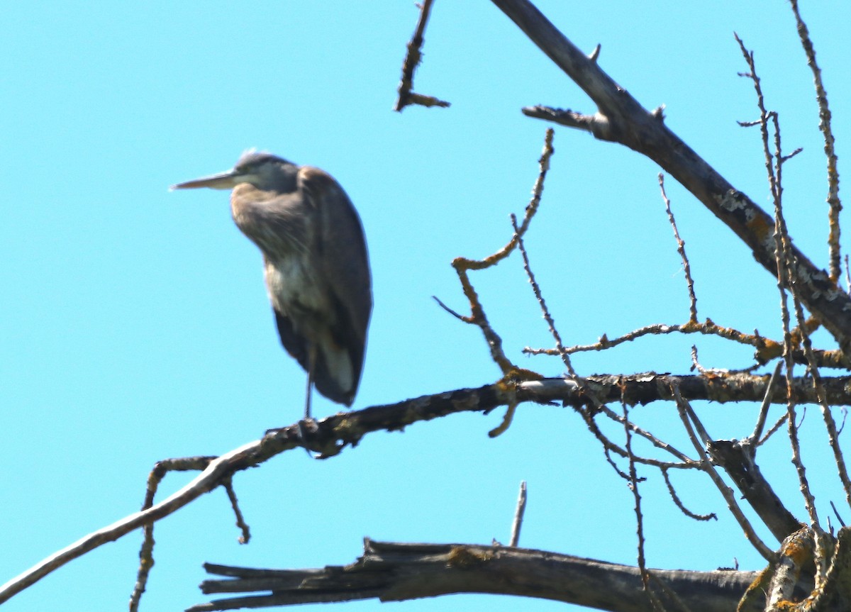 Great Blue Heron - Gary Rains