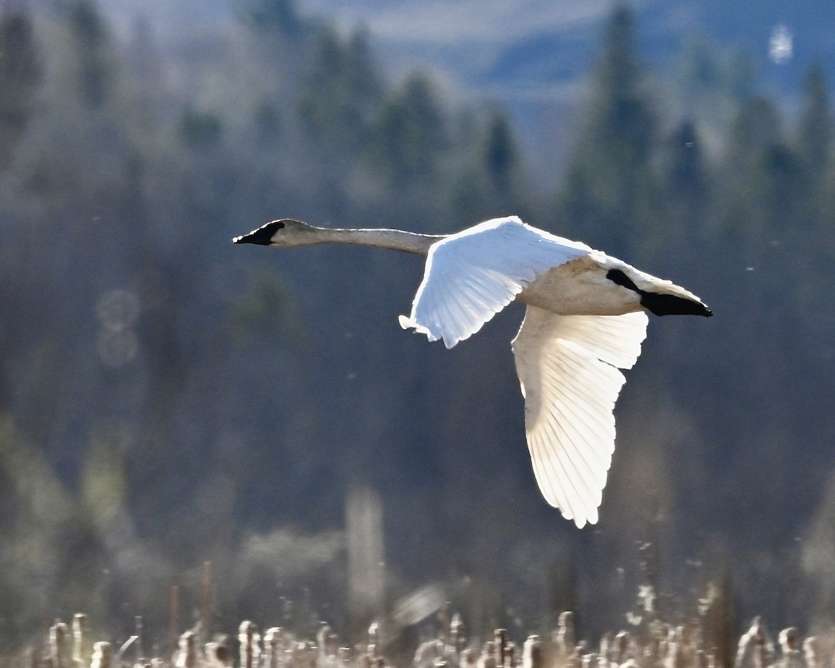 Trumpeter Swan - Joe Wujcik