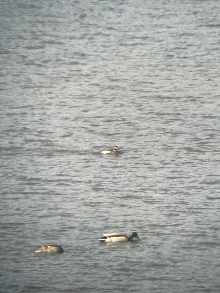 Long-tailed Duck - ML618717957