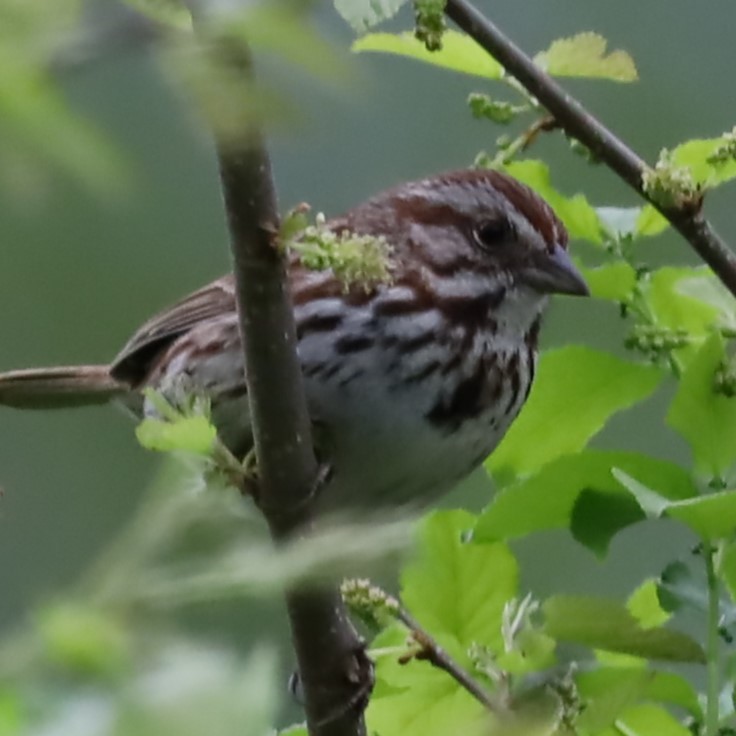 Song Sparrow - Charles (PAT) Dollard