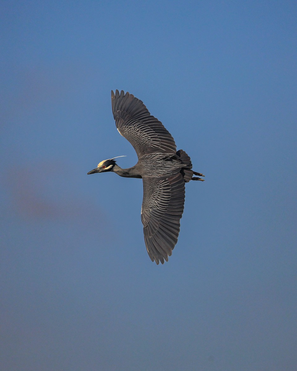 Yellow-crowned Night Heron - ML618717963