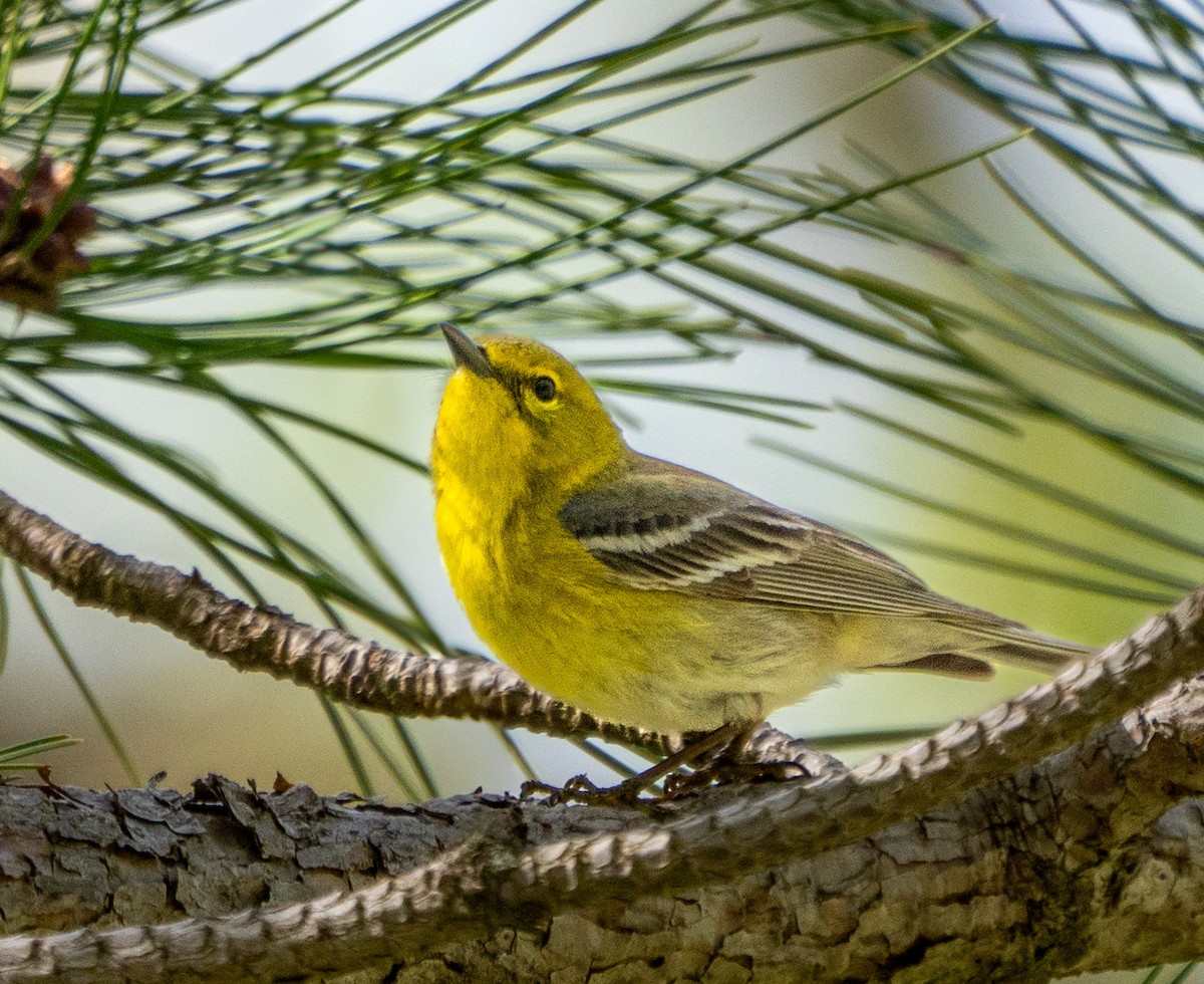 Pine Warbler - ML618717964