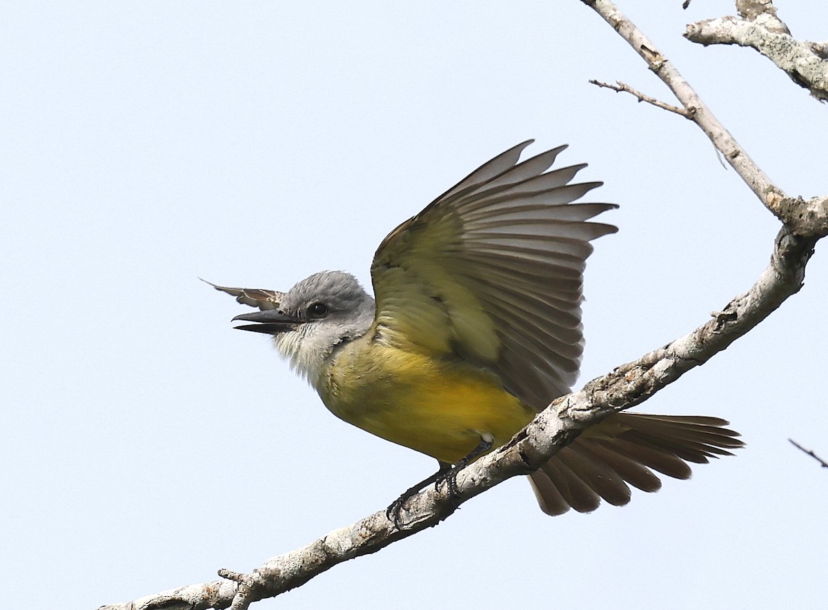 Tropical/Couch's Kingbird - Hal and Kirsten Snyder