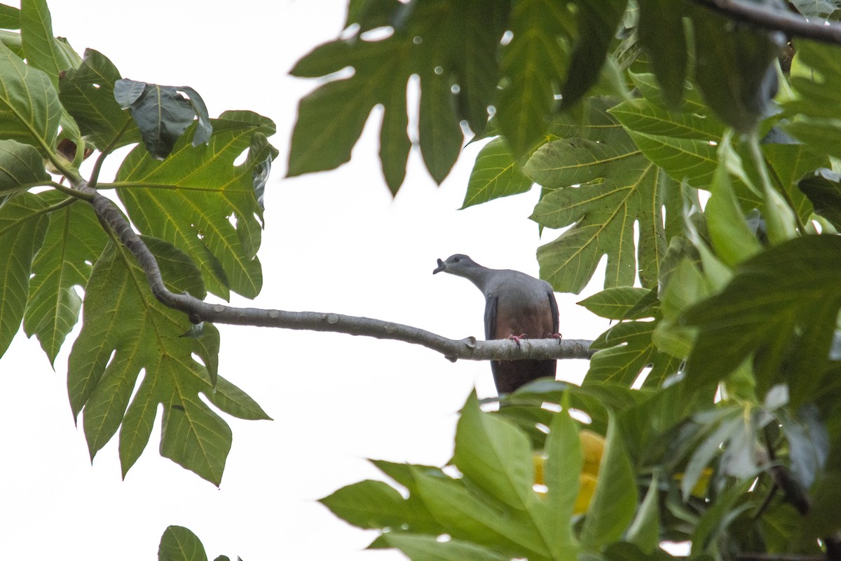 Micronesian Imperial-Pigeon - ML618717978