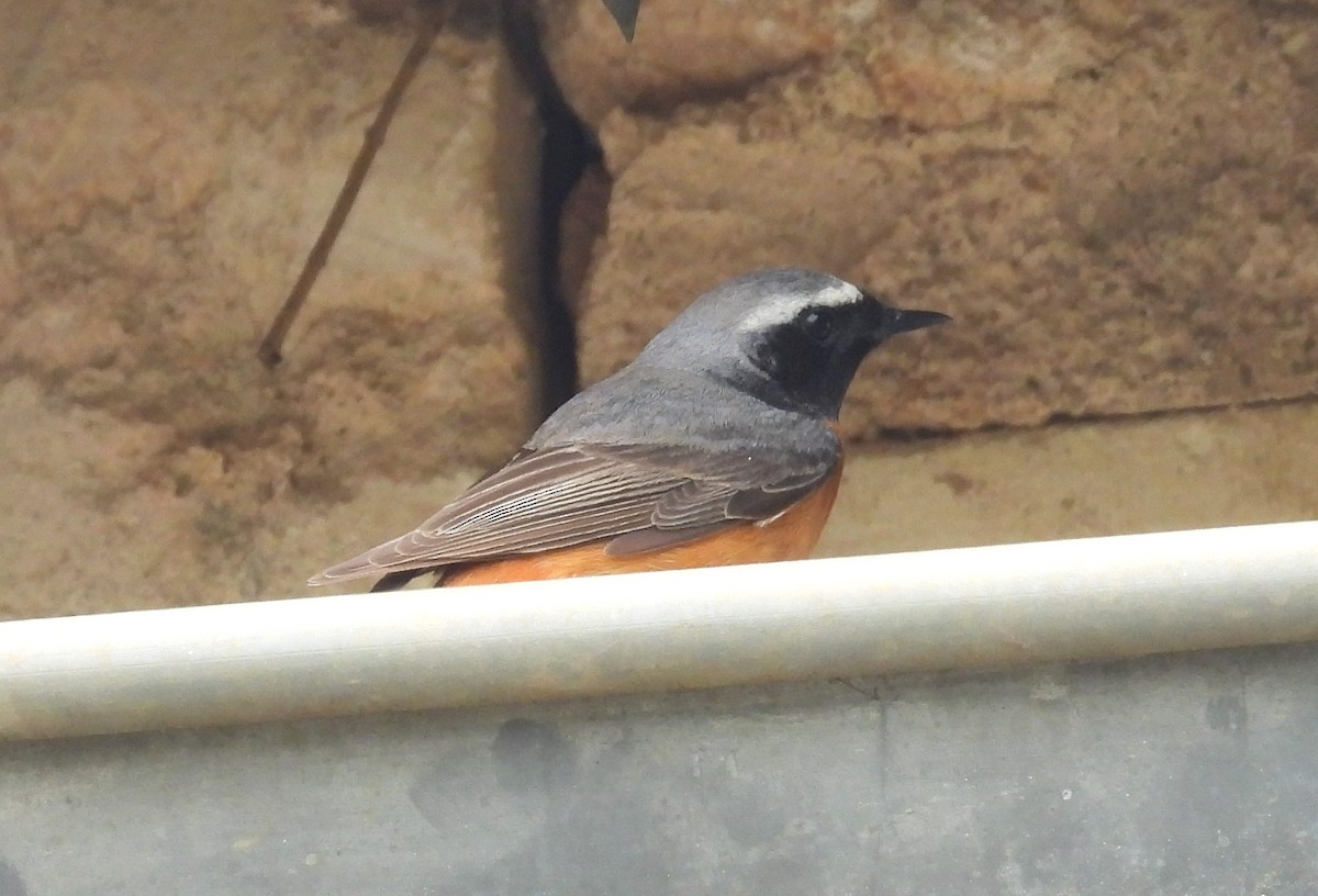 Common Redstart - Morten Winther Dahl