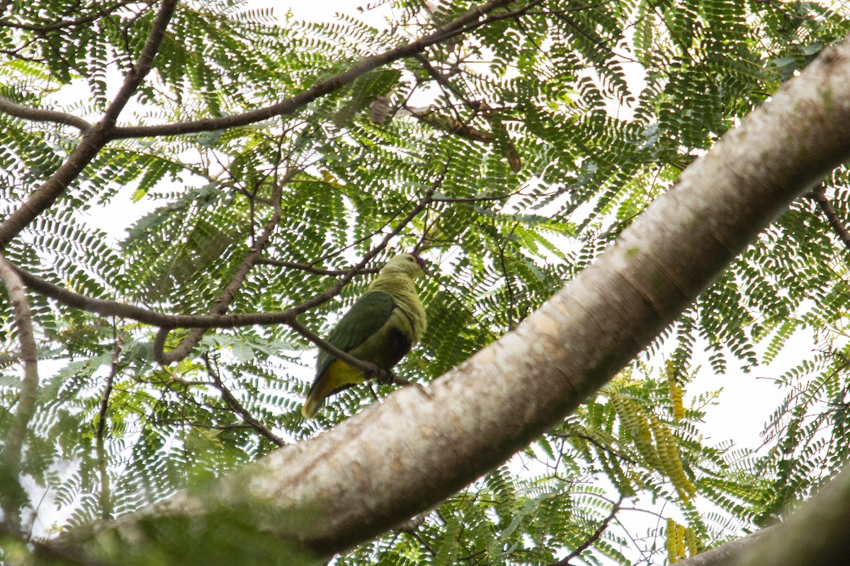 Purple-capped Fruit-Dove - Rachael Kaiser