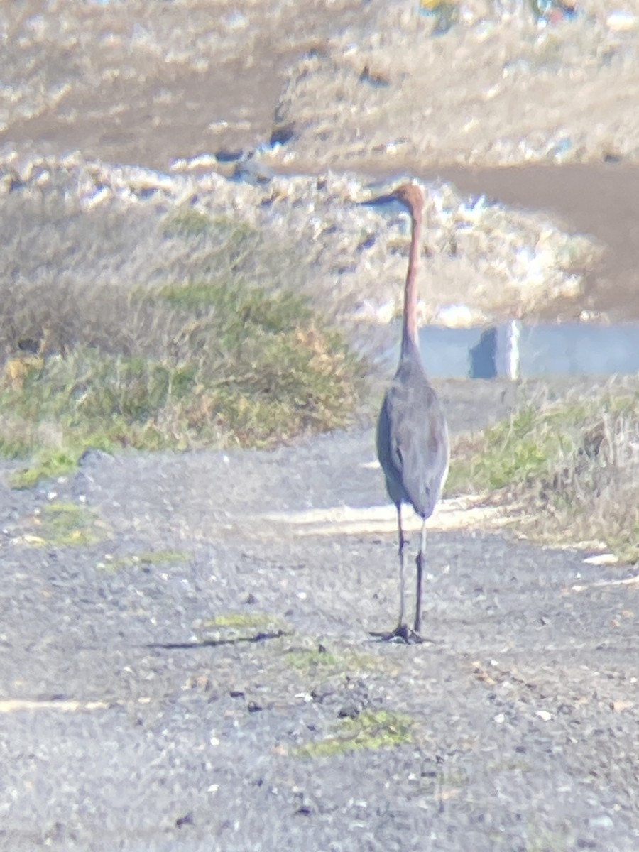 Goliath Heron - Beau Shroyer