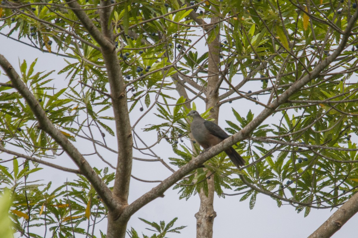 Micronesian Imperial-Pigeon - Rachael Kaiser