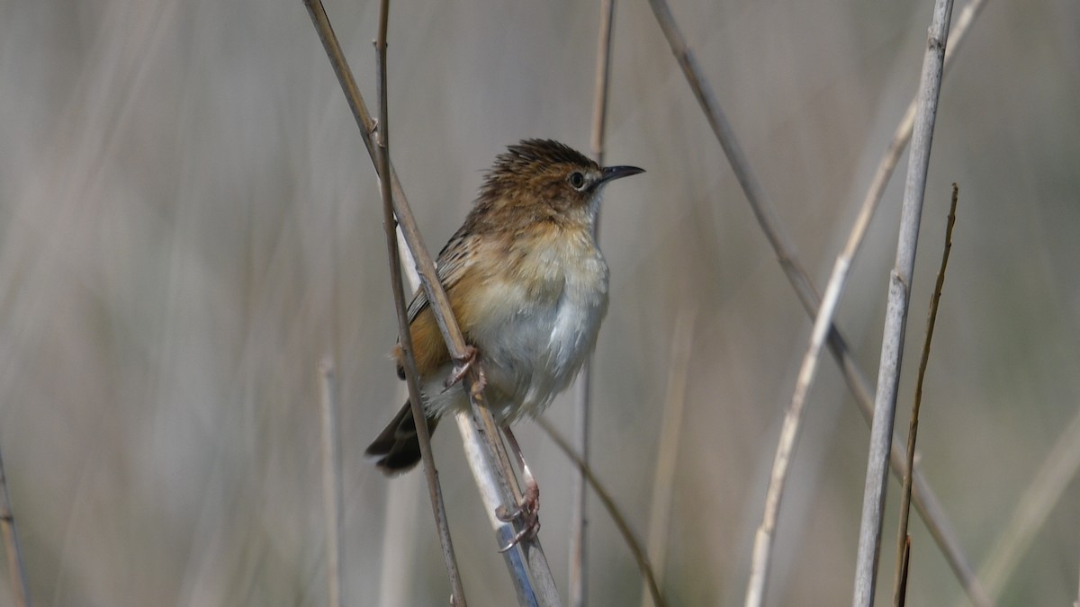 Zitting Cisticola - ML618718057