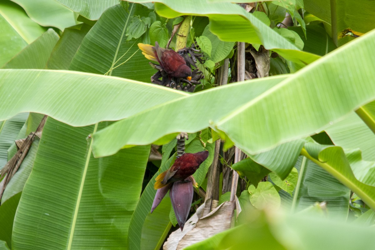 Pohnpei Loriketi - ML618718116