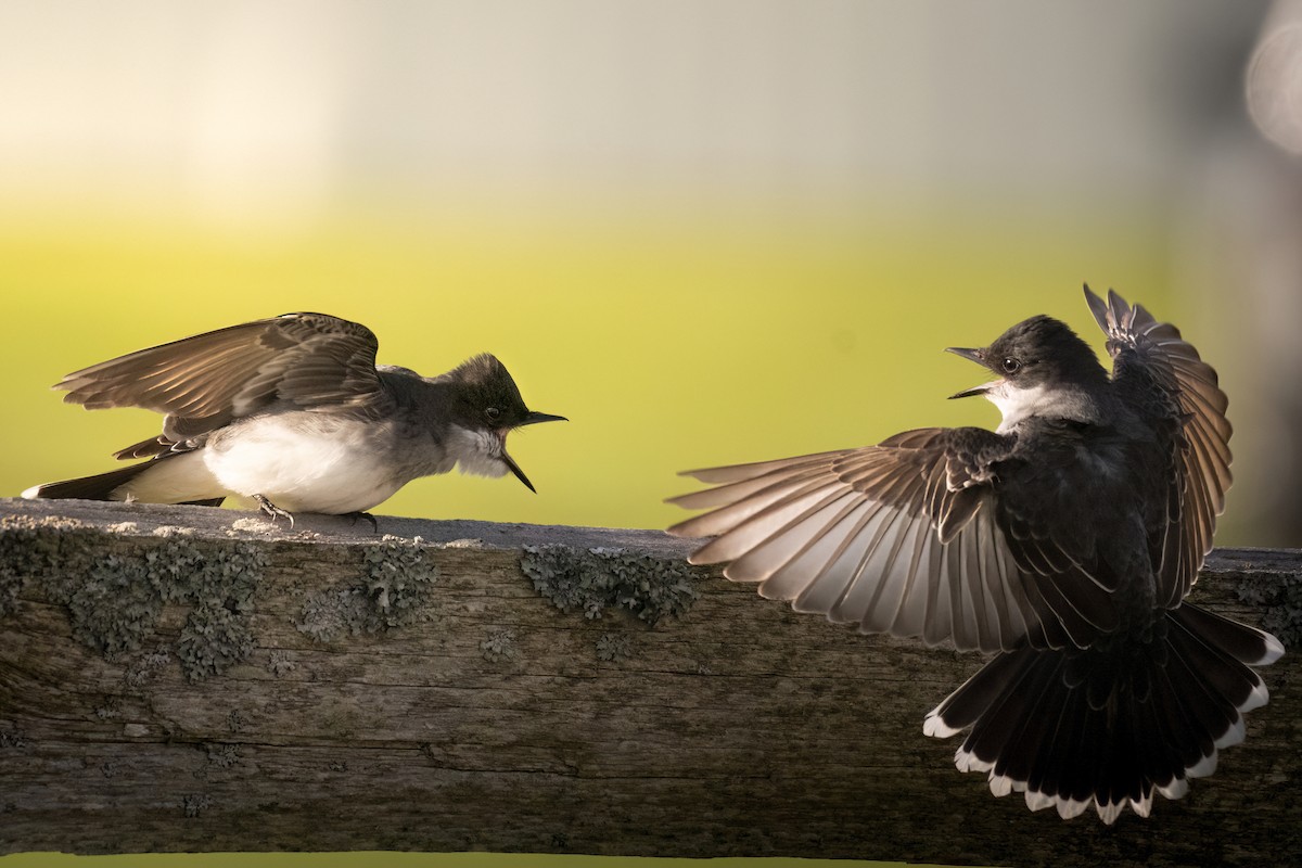 Eastern Kingbird - Beau Cotter