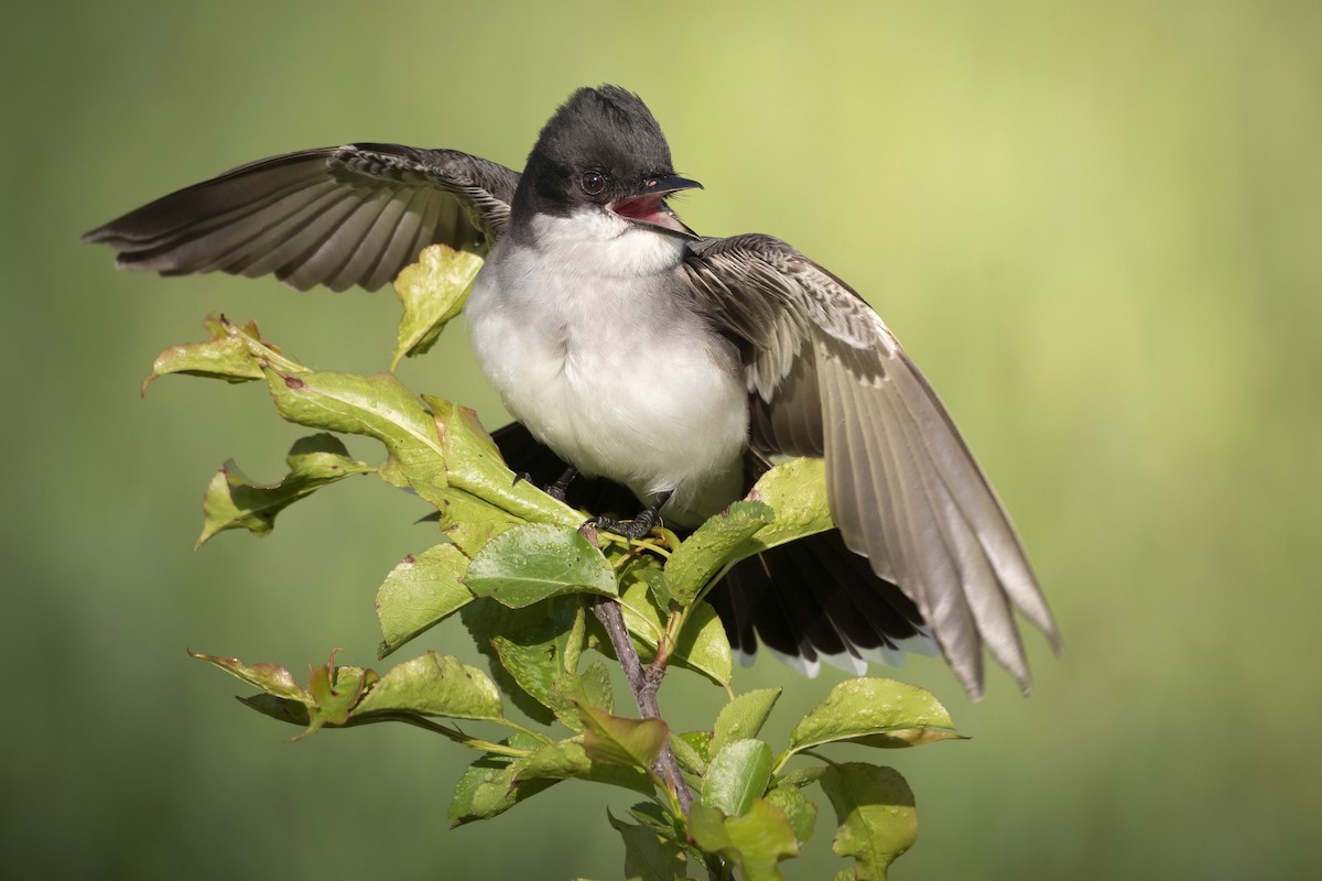 Eastern Kingbird - ML618718133