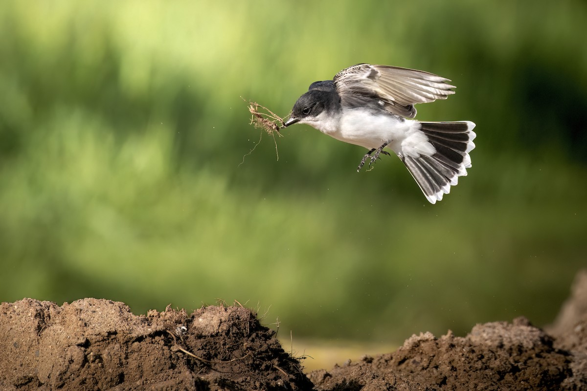 Eastern Kingbird - ML618718137