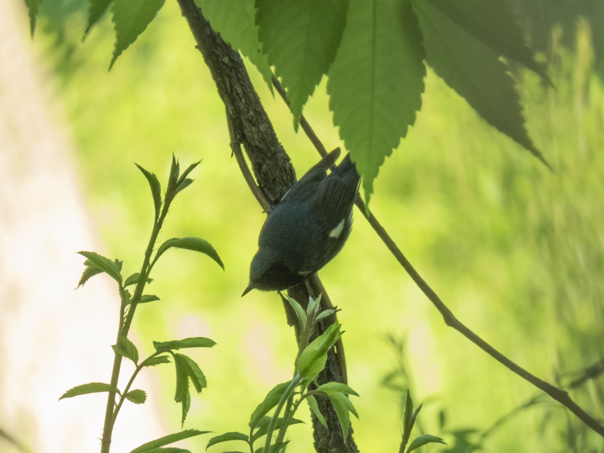 Black-throated Blue Warbler - ML618718147