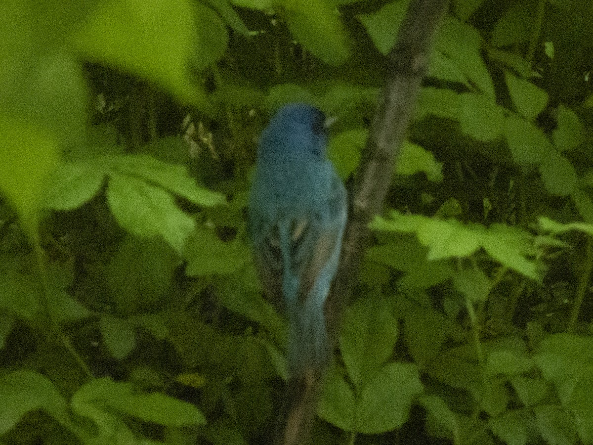 Indigo Bunting - ML618718150