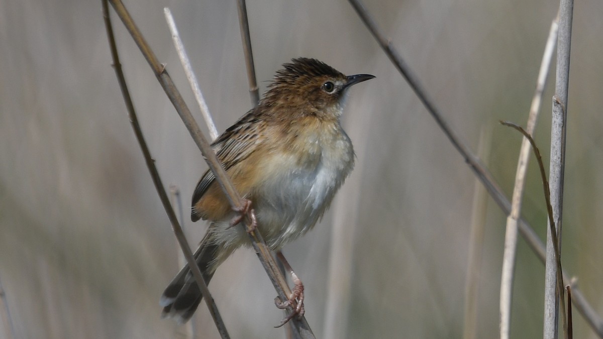 Zitting Cisticola - Carl Winstead