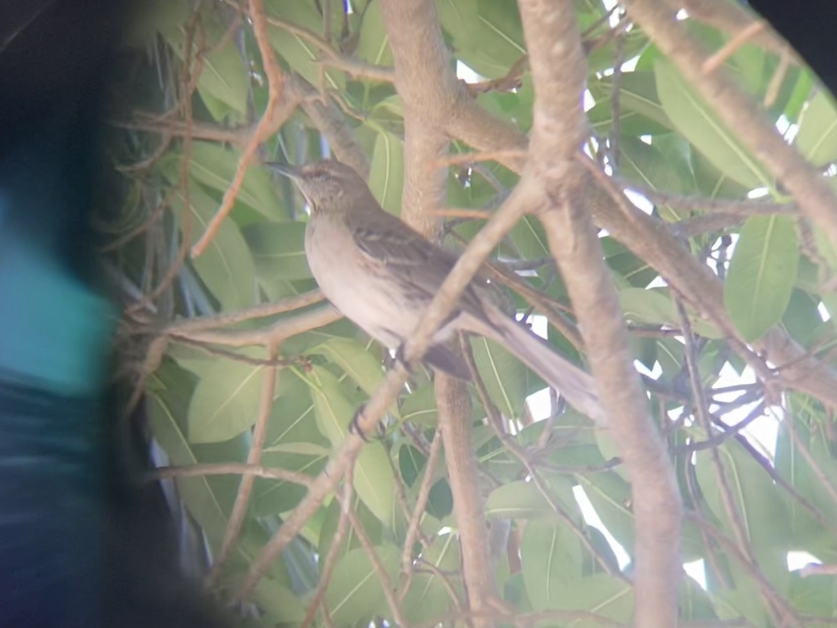 bahamasspottefugl - ML618718170