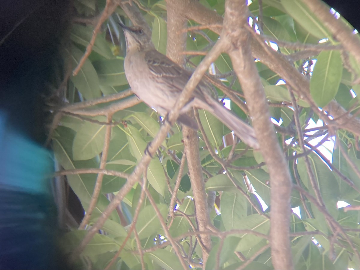 Bahama Mockingbird - ML618718171