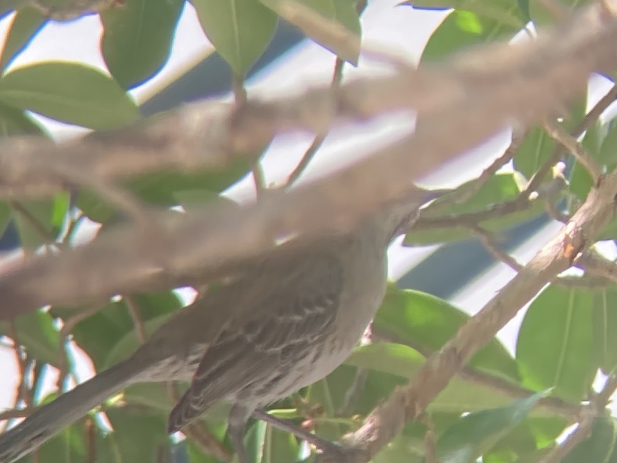 Bahama Mockingbird - ML618718172