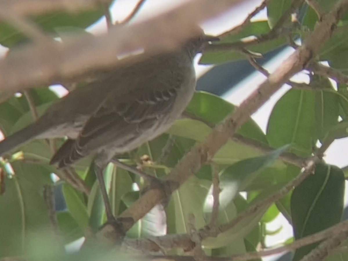 Bahama Mockingbird - ML618718173