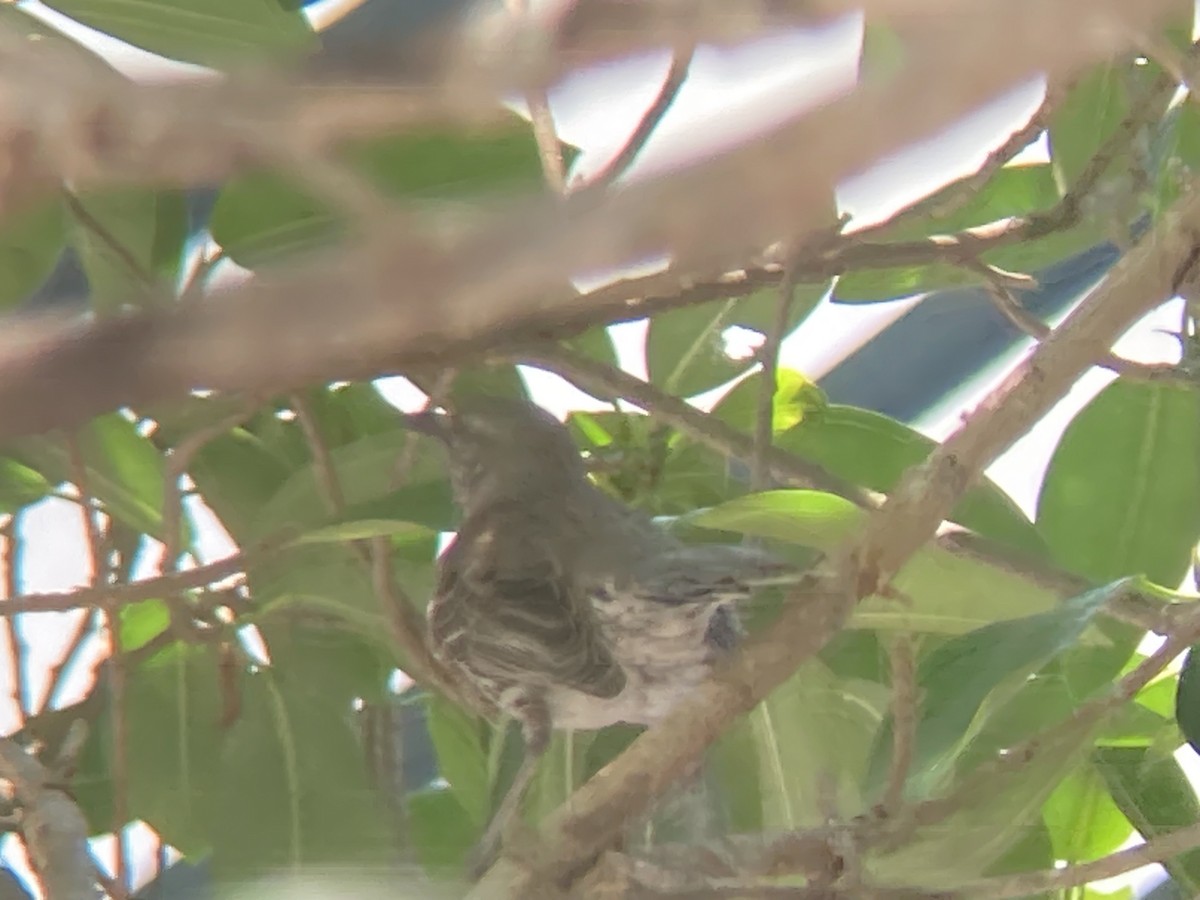 Bahama Mockingbird - ML618718174